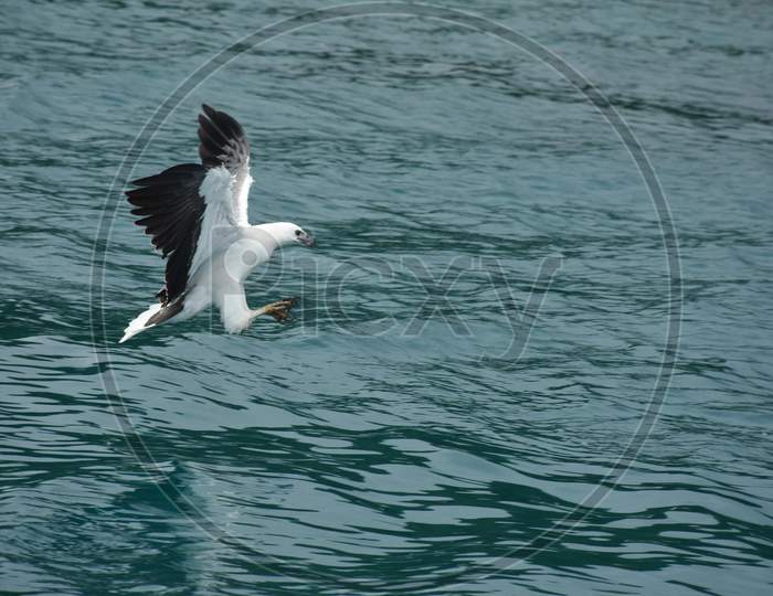 White Bellied Sea Eagle, Nature at the Best