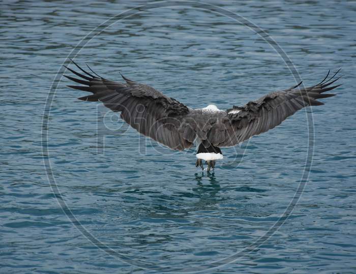 White Bellied Sea Eagle, Nature at the Best