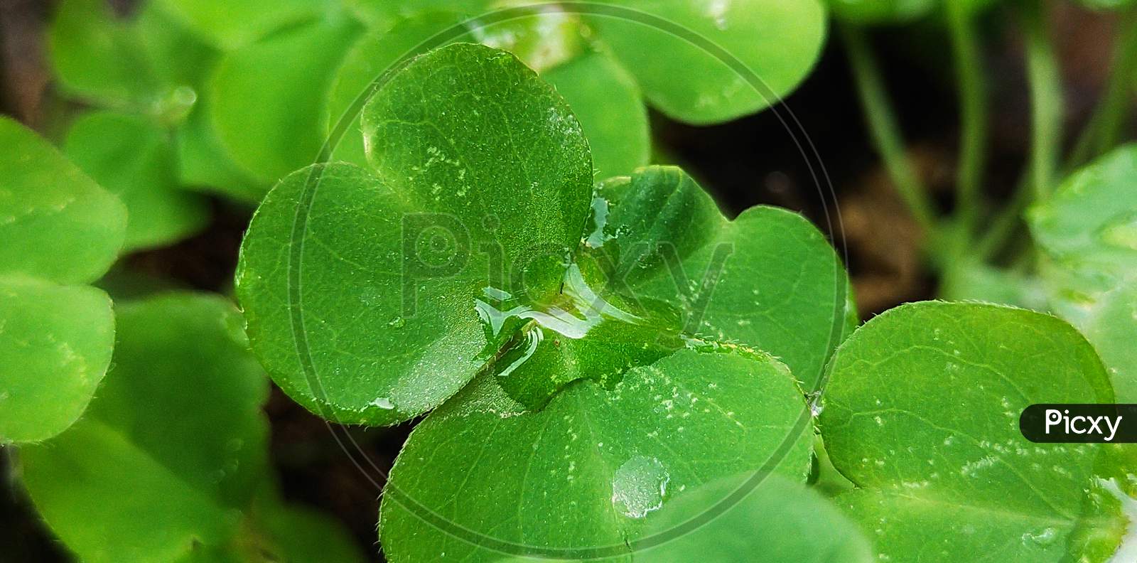 Green colour small leaves