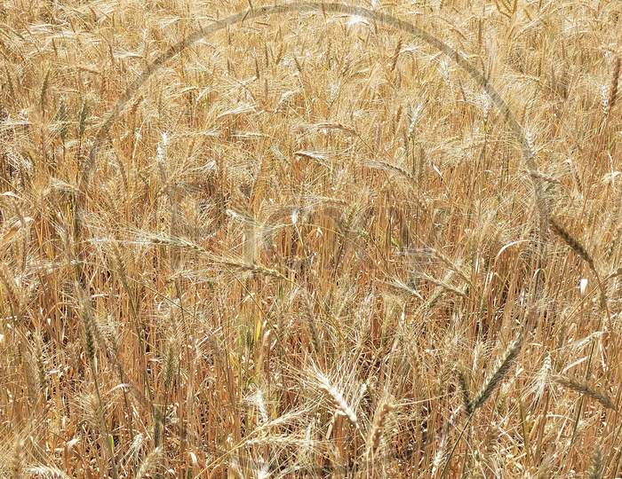 Wheat field golden yellow colour crops