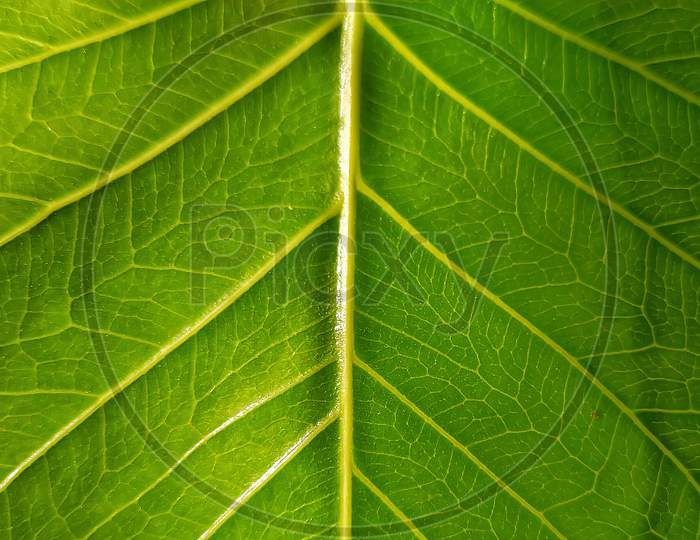 Macro photograph of a green colour peepal leaf