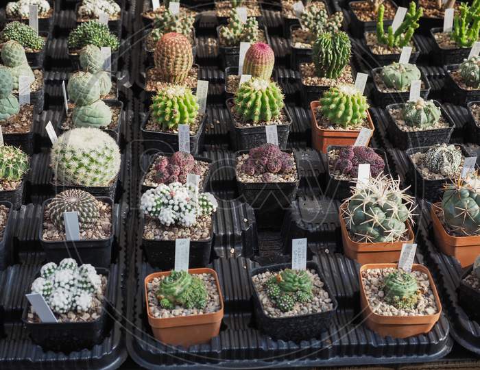 Many Cactus Plants