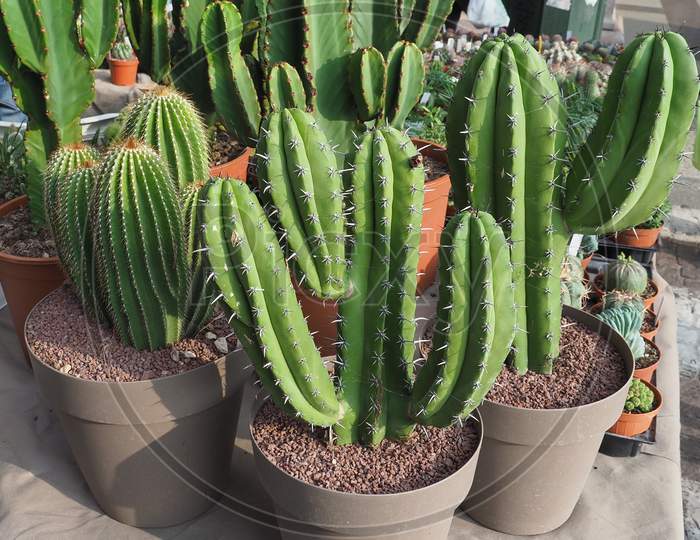 Many Cactus Plants