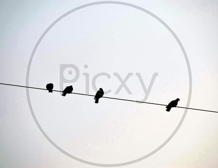 Beautiful Picture Of Shadow Of Birds Sitting On A Wire