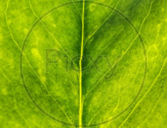 Macro photograph of a green colour money plant leaf