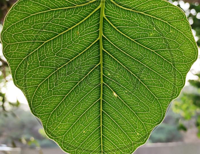 Peepal leaves or bodhi leave