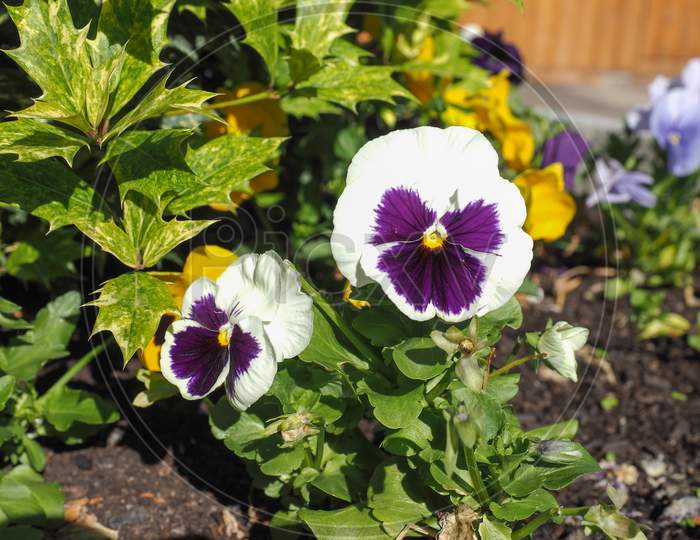 White And Purple Viola Flower