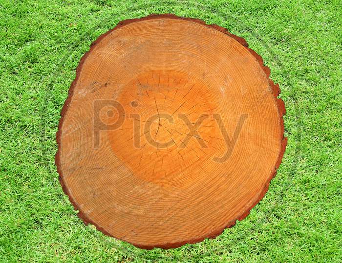 Wood Section With Growth Rings In Grass