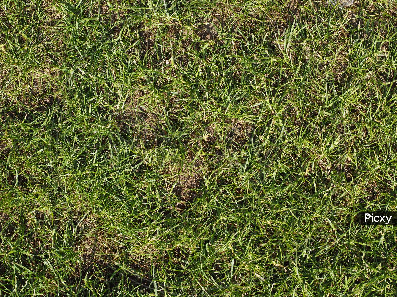 Green Grass Texture Background