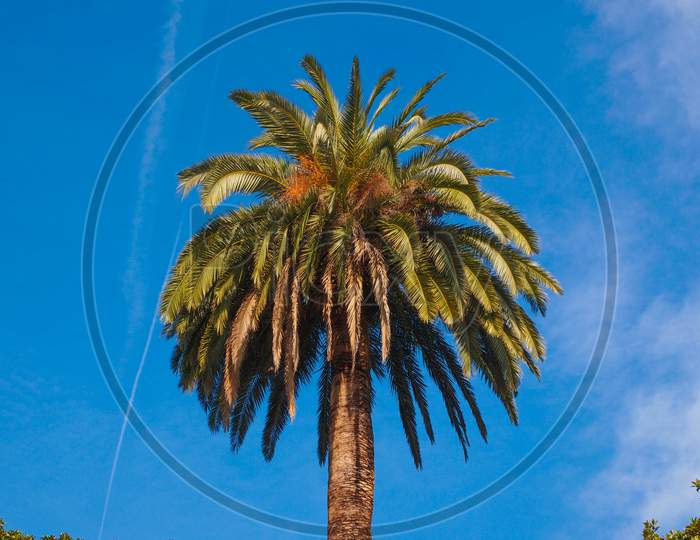 Palm Tree Over Blue Sky