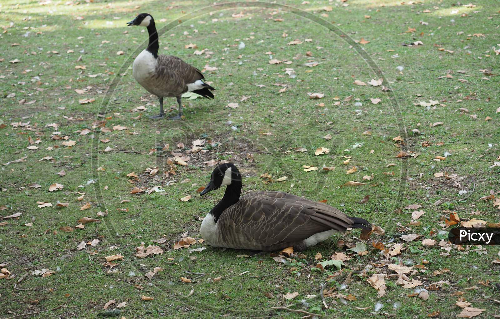 Canada goose hotsell branta canadensis 200