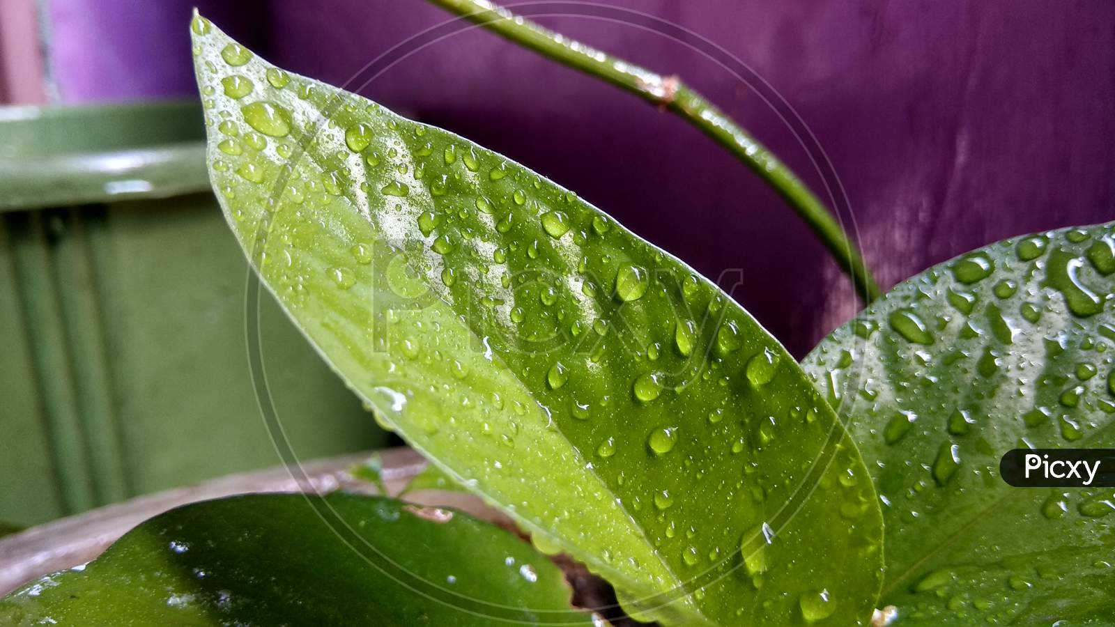 Water drops on leaf