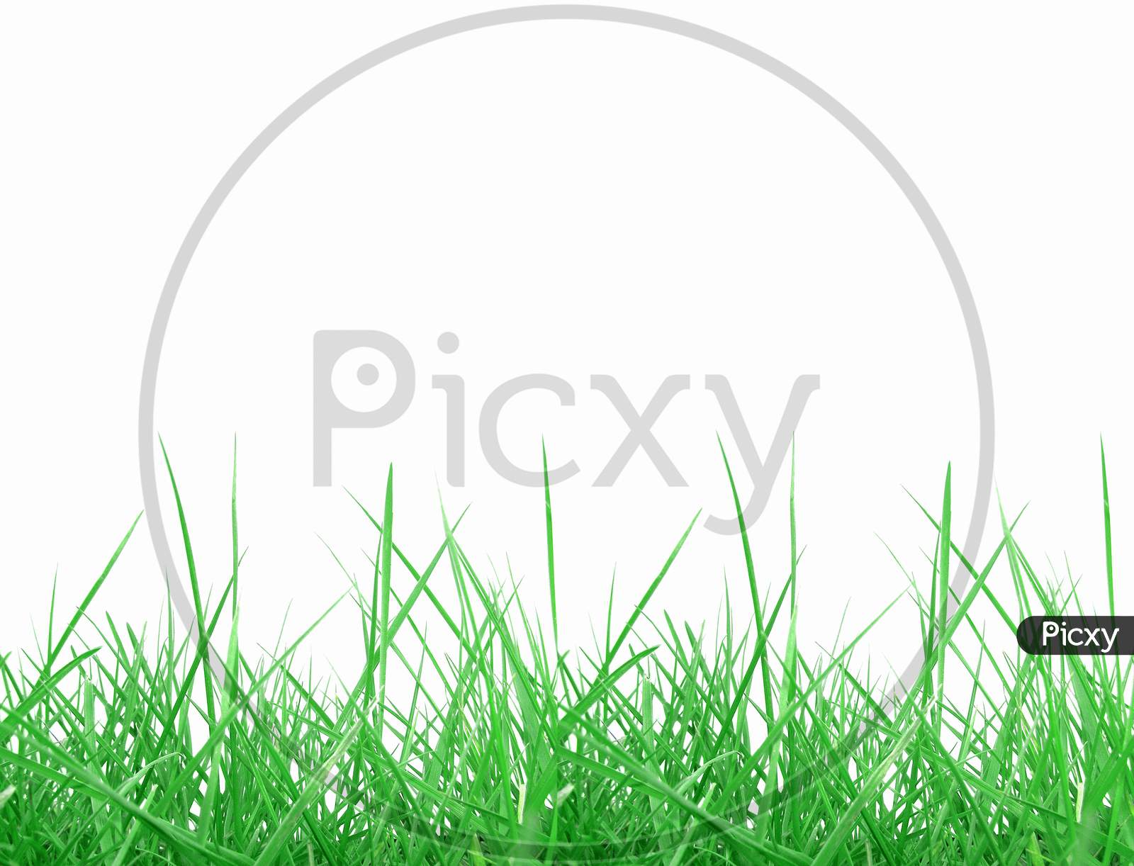 Green Grass Isolated Over White