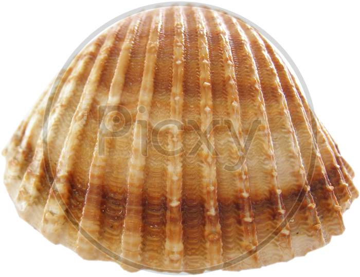 Shell Isolated Over White