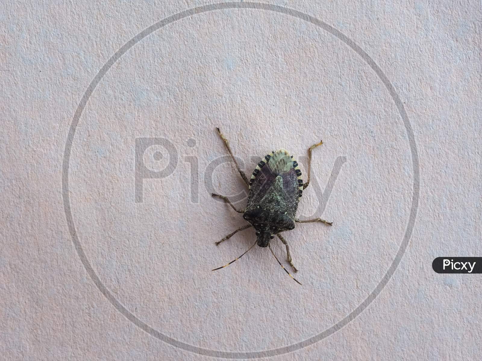 Green Shield Bug Animal Of Class Insecta (Insects)