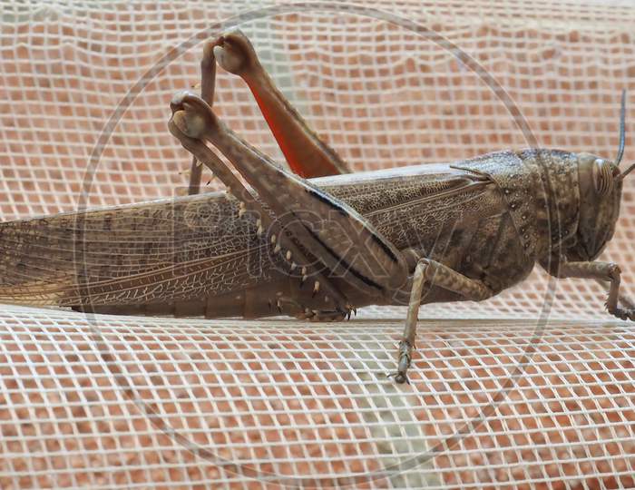 Grasshopper Insect Animal