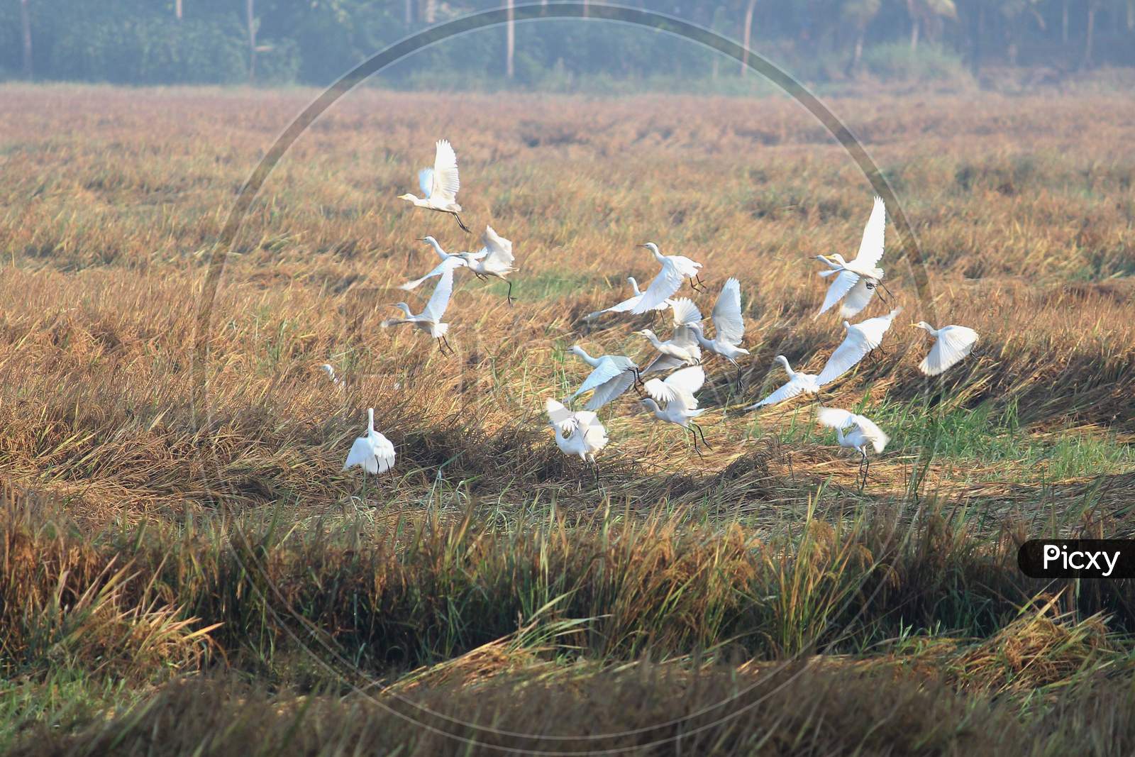 Flying egrets in paddy field landscape / Kuttanad, Kerala state,India