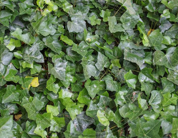 Seamless Green Ivy Texture Background