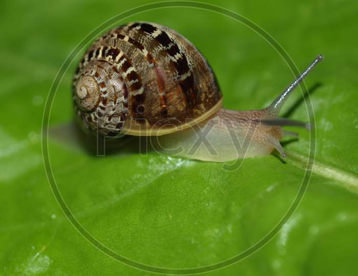 Snail Slug On Lettuce Leaf