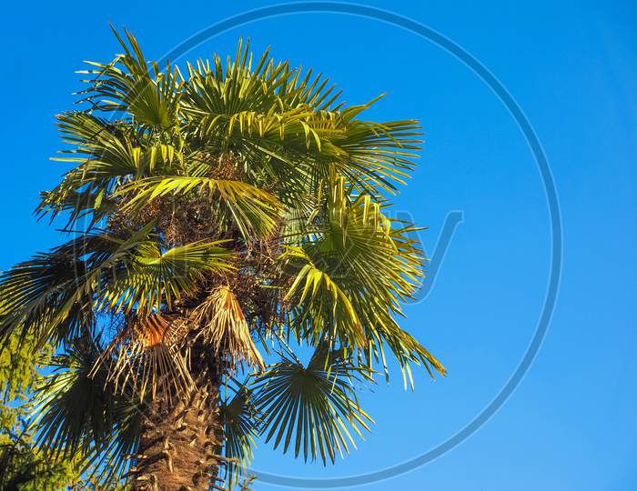 Palm Tree Over Blue Sky With Copy Space
