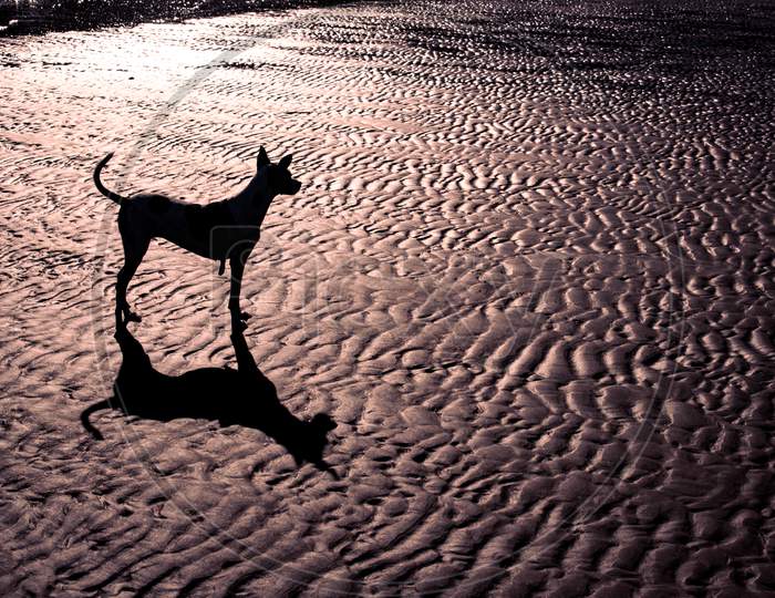 Silhouette Of A Dog Against The Light And Its Shadow On The Floor Of A Deserted Beach. Free Space To Write.