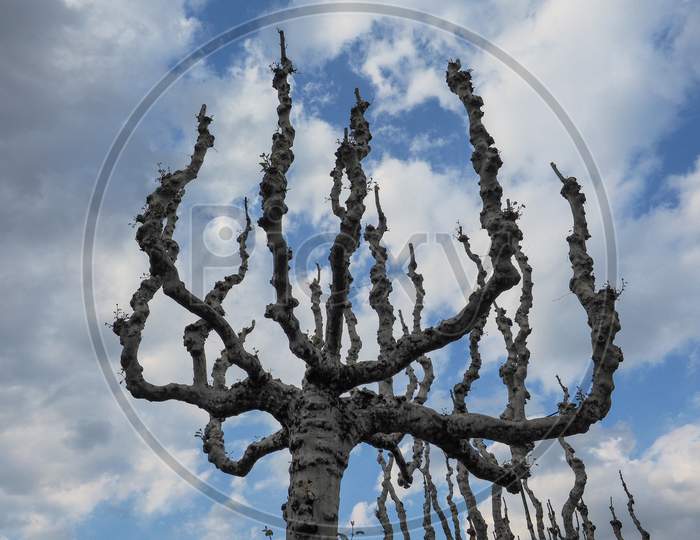 Tree Without Leaves Against Sky