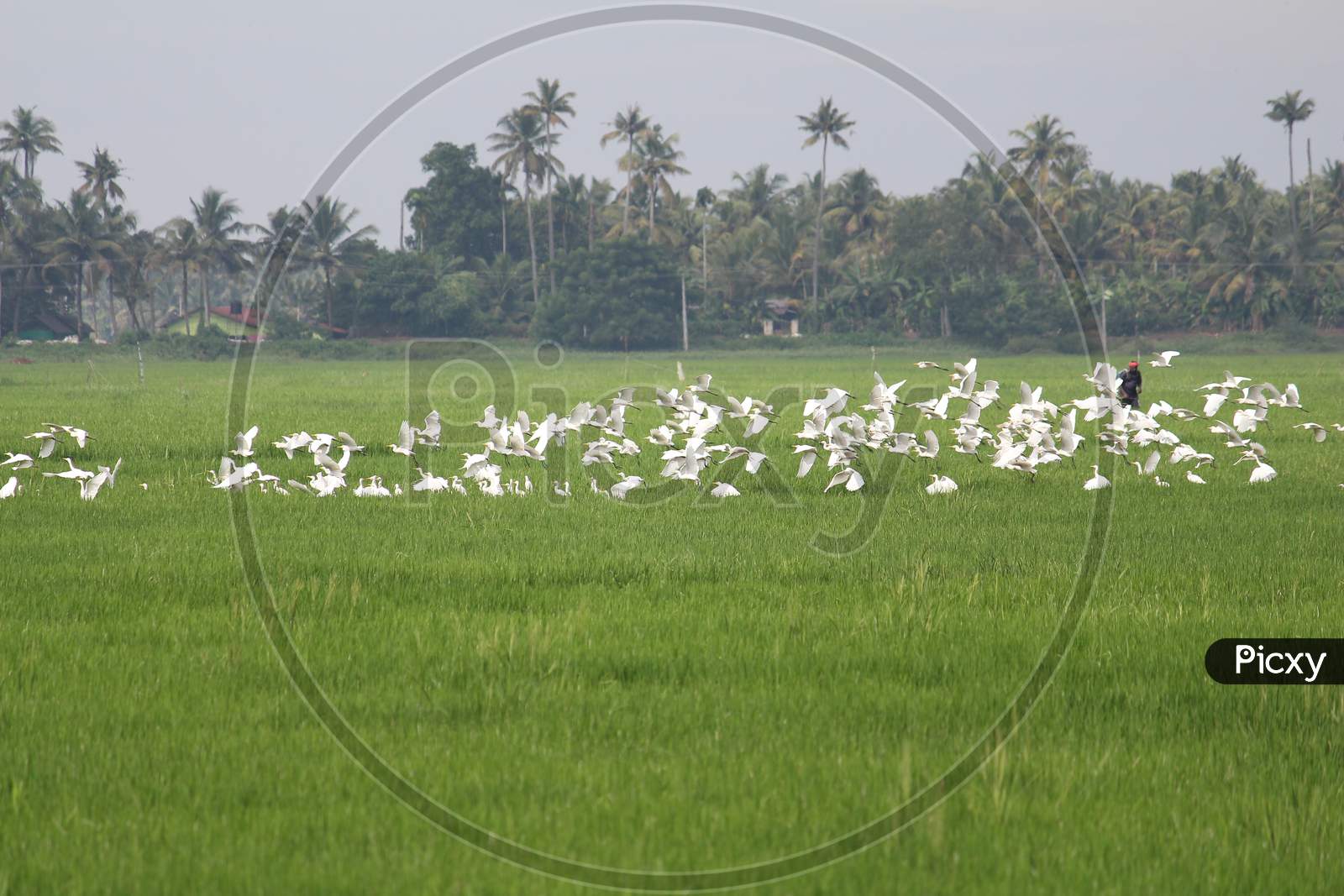Flock of egret birds taking off in paddy field landscape / Kuttanad, Kerala state, India