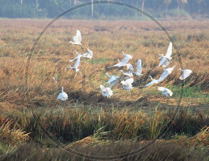 Flying egrets in paddy field landscape / Kuttanad, Kerala state,India