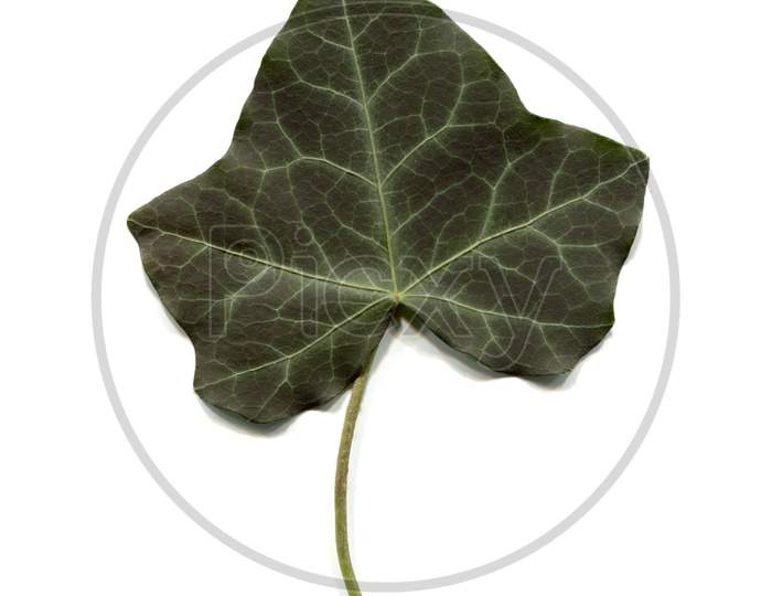 Ivy Leaf Isolated