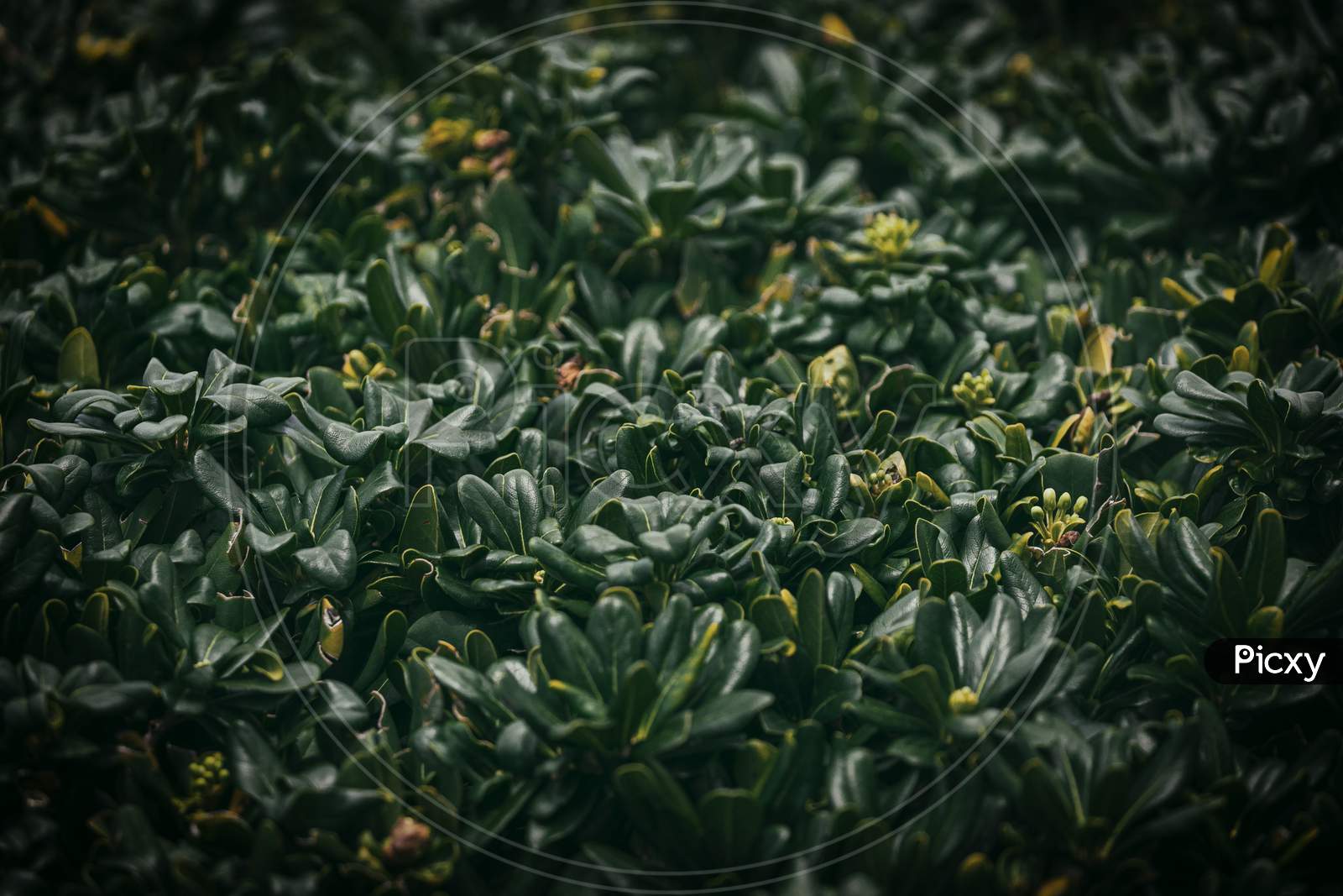 Close-Up Of A Beautiful Fresh Bush Branch With Green Leaves, The Background Is Blurred.