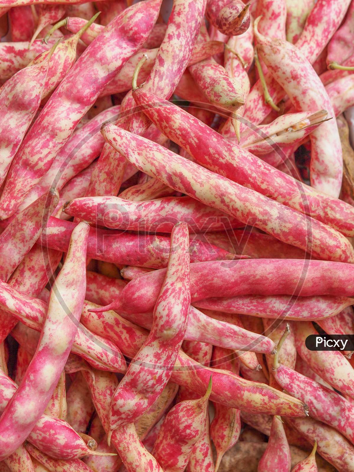 Cranberry Beans Background