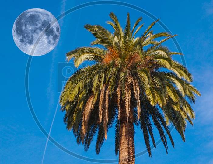 Palm Tree And Moon
