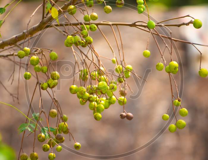 Fresh Mountain Neem Fruit On Tree With Leaf On Nature Background. A Leaves Of Neem Tree And Fruits Growing Natural Medicinal. Azadirachta Indica,Neem, Nimtree Or Indian Lilac,Mahogany Family Meliaceae