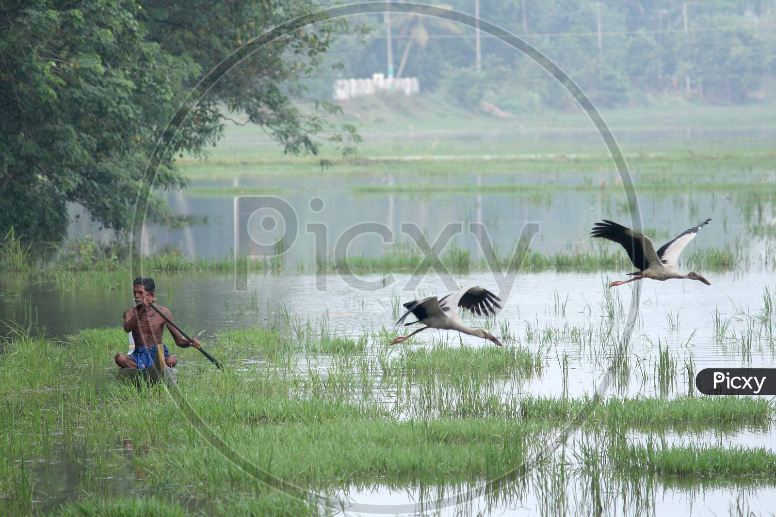 Asian openbill stork taking off /small boat in the background