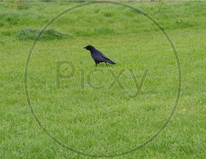 Black Crow In A Meadow