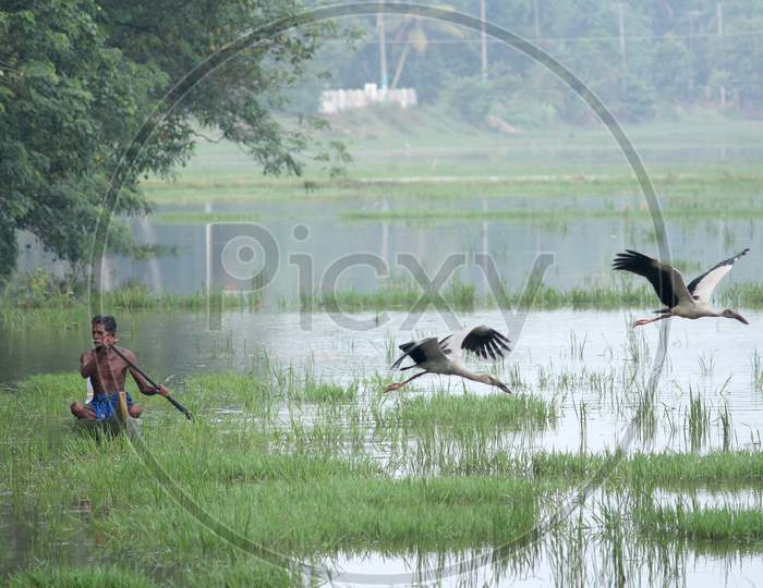 Asian openbill stork taking off /small boat in the background