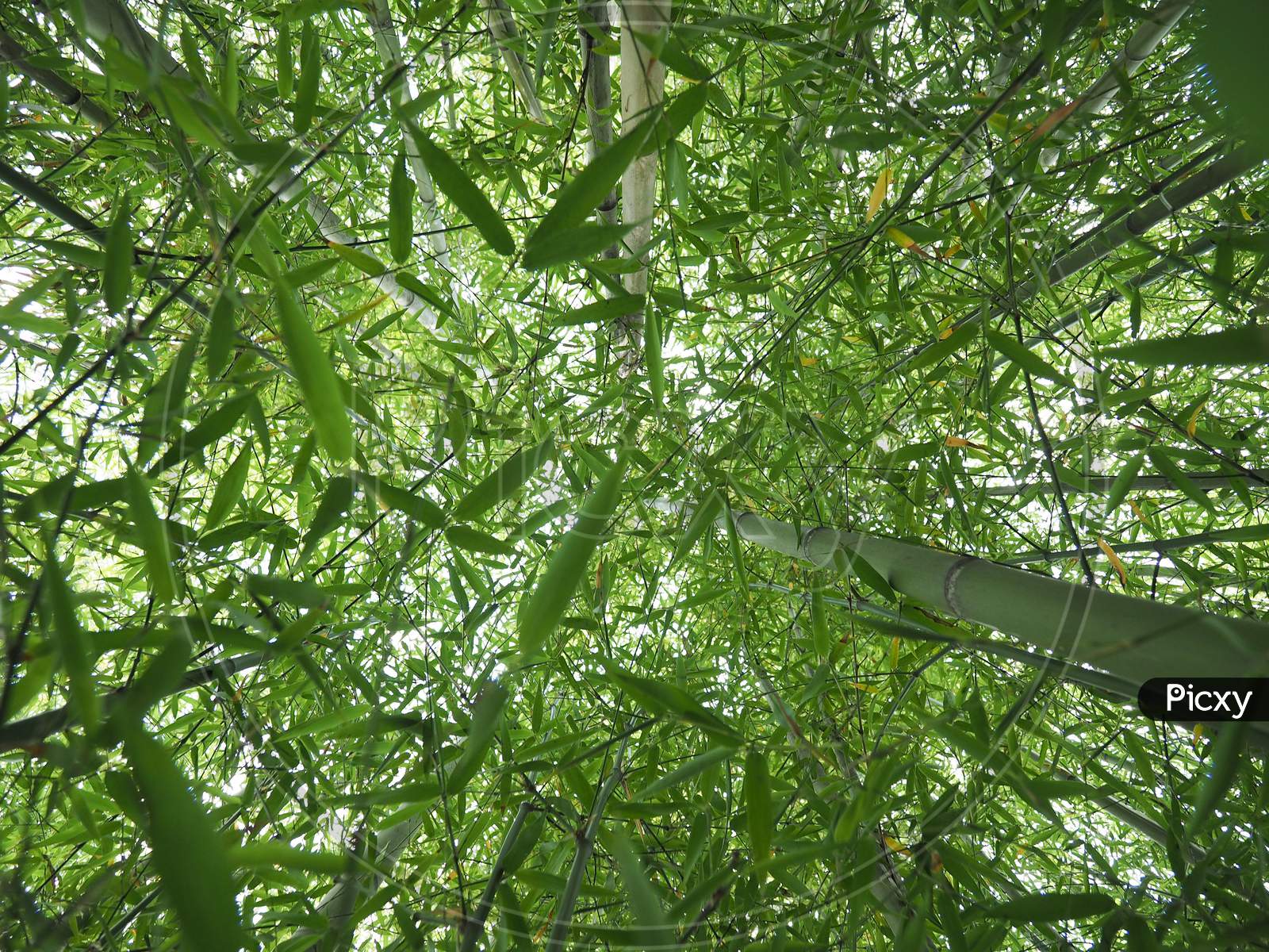 Bamboo Tree Perspective