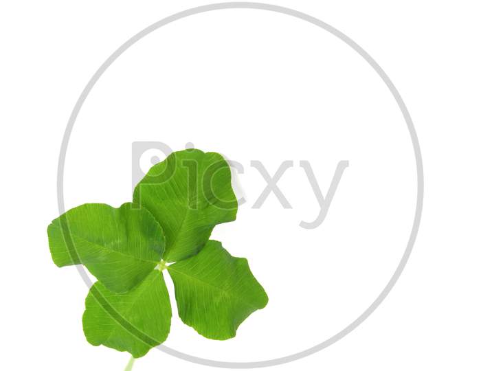Shamrock With Copy Space