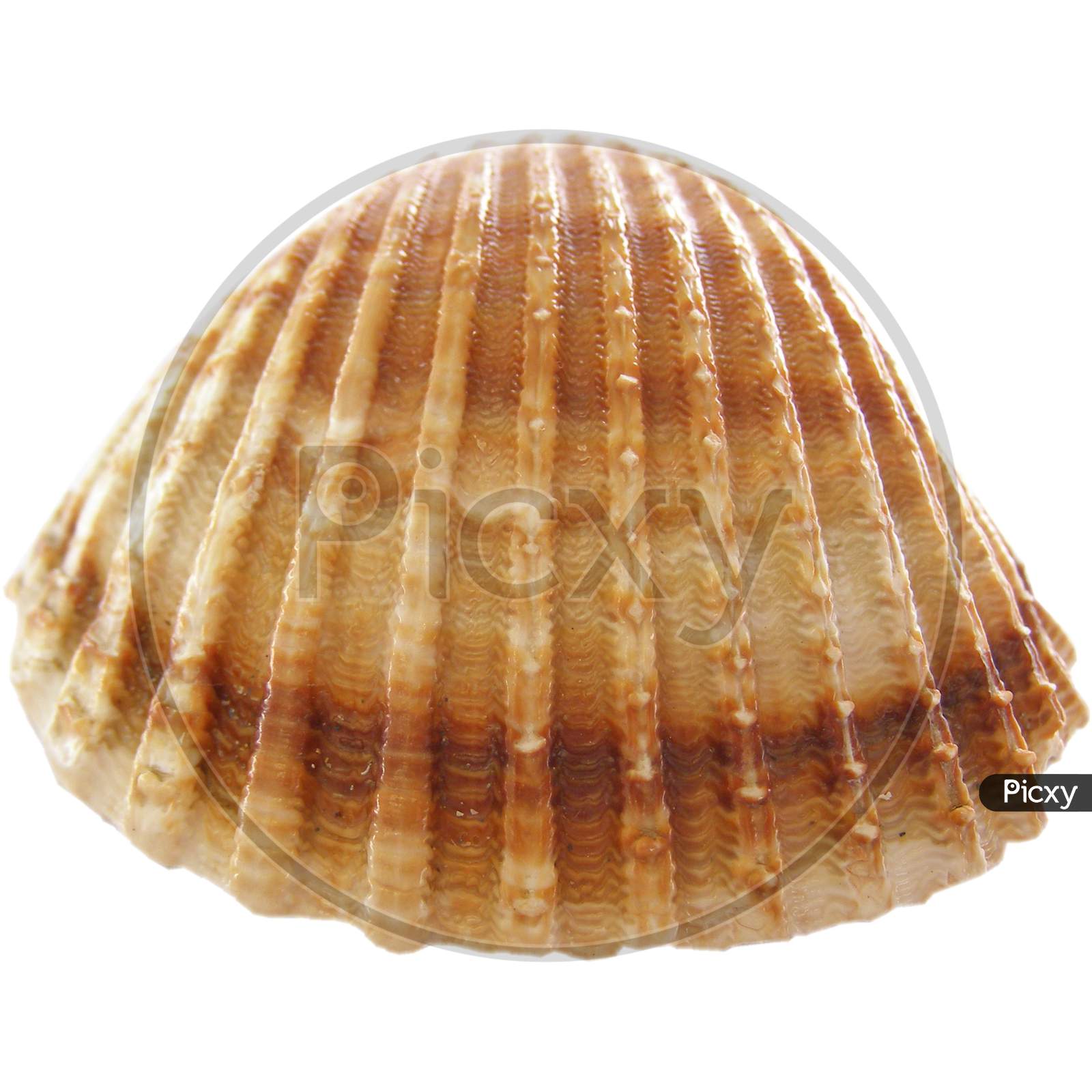 Shell Isolated Over White