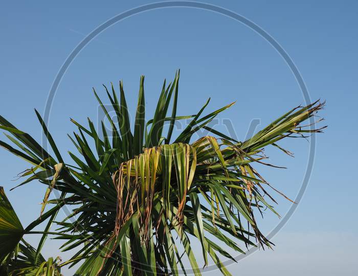 Palm Tree Over Blue Sky