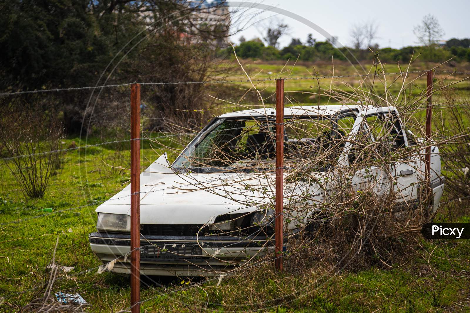 An Old Abandoned White Car Sedan With A Broken Roof, Broken Glass, Flat Wheels, Through Which Trees And Grass Have Sprouted Against The Background Of A Field