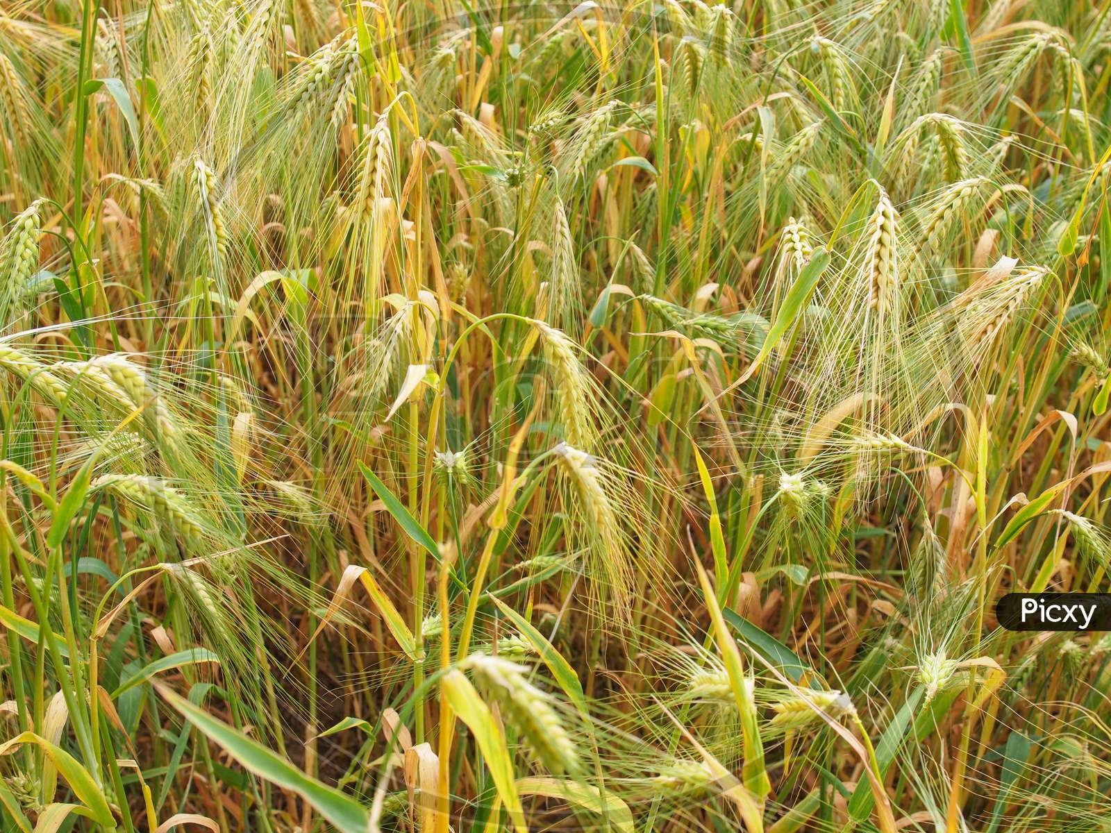 Barleycorn Field Background