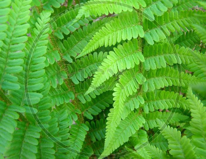 Image of Fern Plant (Leptosporangiate)-ZS865467-Picxy