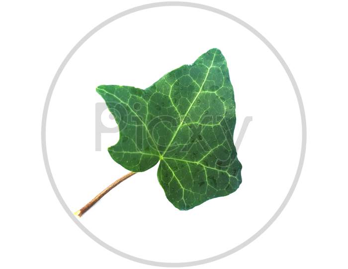 Ivy Hedera Plant Leaf