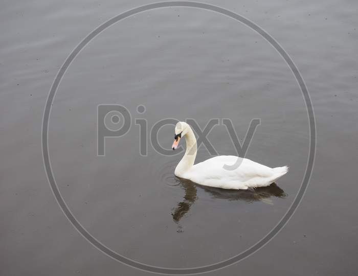 White Swan Bird Animal