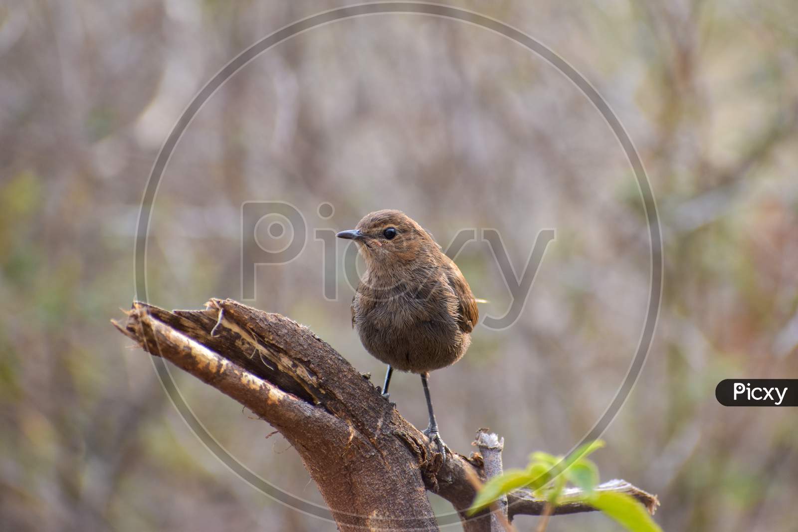 Sparrow photography