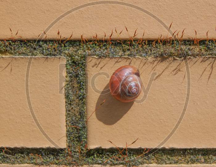 Slug Snail On A Wall