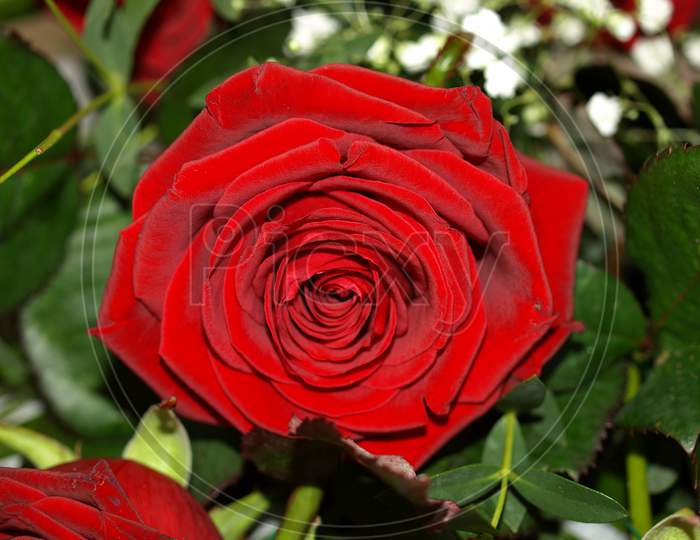 Rose Plant (Rosa) Red Flower