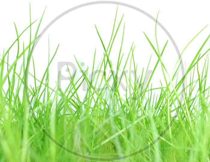 Green Grass Isolated Over White