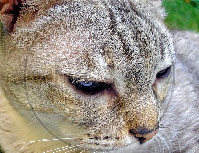 Fisheye View Of Cat Mammal